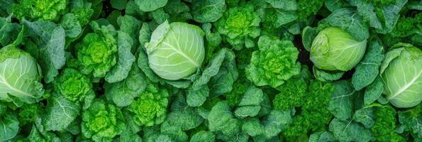 Lush green cabbage and lettuce patch displaying freshness and abundance photo