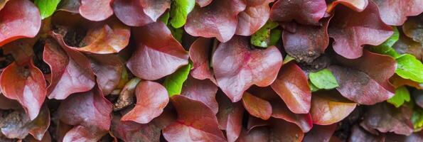 Close-up of vibrant red leaves with earthy tones of nature in full display photo
