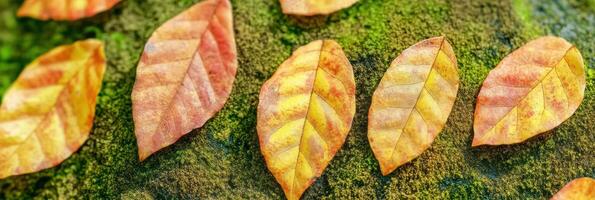 Vibrant autumn leaves pattern with rich veins on a moss background photo