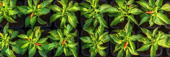 Rows of young pepper plants with greenery and red peppers growing in pots on soil photo