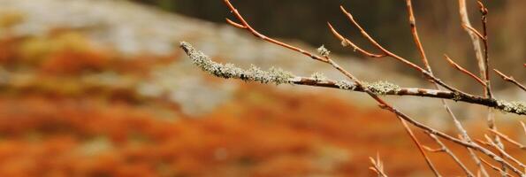 Mossy branch with lichen in autumn forest scene focusing on nature and wilderness photo