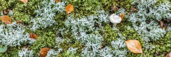 Small mushroom amidst moss and autumn leaves in forest landscape photo