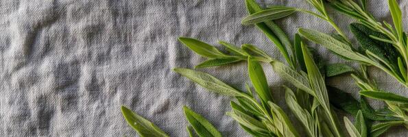 Fresh sage sprigs on textured fabric surface for culinary or herbal use photo