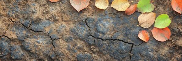 Autumn leaves on cracked soil reflecting nature's cycle of seasons photo