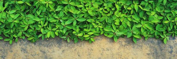 Verdant green foliage against weathered stone background captures natural contrast photo