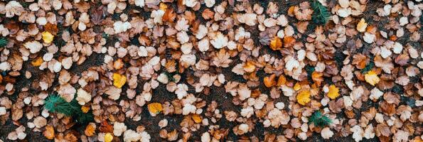 Autumn fallen leaves on forest floor capturing seasonal transition photo