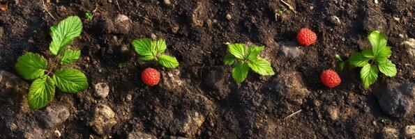 Row of raspberry plants with fruit growing in rich soil with rocks for gardening concept photo