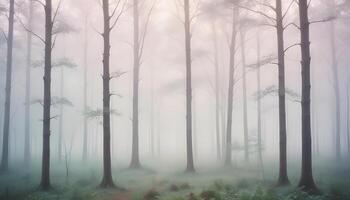 A foggy forest with tall trees and grass photo