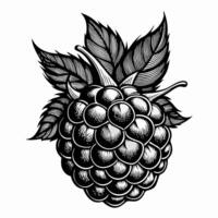 Intricate Black and White Engraving of a Raspberry with Detailed Leaves vector