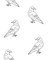 Seamless pattern of hand drawn doodle sketch raven isolated on white background vector