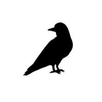Hand drawn sketch raven vector