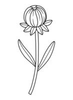 Closed wildflower round bud, line art style. Detailed floral blooming wild plant coreopsis, meadow flower, contour. Botanical elements for design projects, ink outline vector