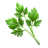 vibrant contemporary Fresh Parsley Sprig Transparent Background high resolution png