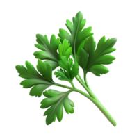 impressive artistic Fresh Parsley Sprig Transparent Background genuine png