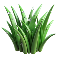 magnificent vintage Green Grass Blades Dew Drops Isolated Element genuine png
