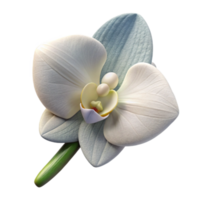 serene artistic Groom Boutonniere White Orchid Side View Isolated authentic png