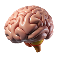 stunning vintage Human Brain Side View Isolated high resolution png