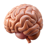 wonderful modern Human Brain Side View Isolated high quality png