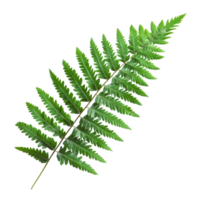 Isolated green fern leaf showcasing intricate leaf structure against a clean transparent background for botanical studies, Green fern leaf isolated on transparent background png