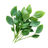Fresh green kariyat leaves arranged on a transparent background, showcasing vibrant foliage and natural beauty, Fresh Kariyat,Andrographis paniculata leaves on transparent background png