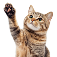 A cute cat with green eyes gives a high five while posing against a transparent backdrop, cat giving high five, look on camera, isolated transparent background png