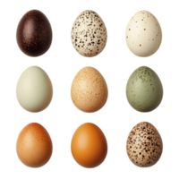 A collection of various eggs isolated on a neutral background showcasing unique colors and patterns, Eggs isolated png
