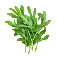 Fresh wild rocket leaves isolated on pure transparent background for culinary and nutritional uses, Wild rocket leaves isolated on transparent background png