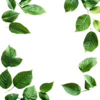 Green leaves gracefully frame a blank transparent background, creating an inviting and fresh atmosphere for any design, green leaves frame isolated on transparent png