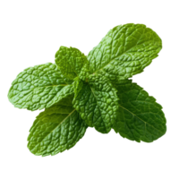 Fresh mint leaves isolated on a transparent background ready for culinary use in cooking and beverages, of fresh mint leaves isolated on transparent background png