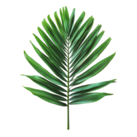 Vibrant green palm leaf isolated on a clean transparent background capturing the beauty of nature in a simple composition, green palm leaf isolate on transparent backgroundfile png