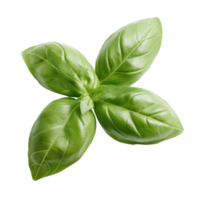 Fresh green basil leaves displayed on a clean transparent background, of fresh green basil herb leaves isolated on transparent background png