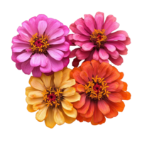 Beautiful zinnia flowers in vibrant colors isolated on a transparent background showcasing natures elegance and charm, zinnia flowers isolated on transparent background png