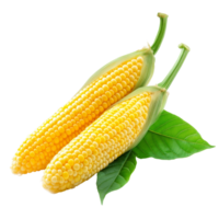 Fresh yellow corn on the cob with green leaves isolated on a transparent background for culinary use and presentation, Fresh pepper corn with leaf isolated on transparent background png
