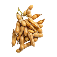 A cluster of fresh soybeans with pods displayed against a bright transparent background, Group of coffee beans isolated on transparent background Clipping path included png