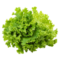 Fresh green lettuce on a clean transparent background highlighting the crispness and vibrancy of this healthy vegetable, lettuce on transparent background png