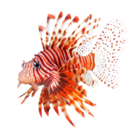 Vibrant red lionfish with intricate fins on a transparent background, a red lionfish isolated on transparent background png