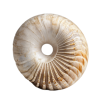Beautiful nautilus shell isolated on a transparent background showcasing its detailed patterns and natural elegance, nautilus isolated on transparent background png