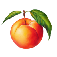 Vibrant, ripe peach with green leaf on a clean transparent background, showcasing its natural beauty and freshness, Vibrant Peach Fruit on transparent background Captivating Fleshy Goodness png