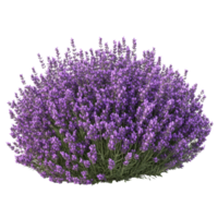 Lush lavender bush blooming vibrantly in a sunny garden during early summer, a large bush of purple lavender flowers, file of isolated object with shadow on transparent background png