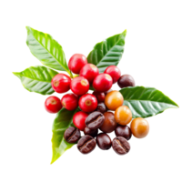 Ripe and unripe coffee berries with green leaves displayed on a clear background highlighting their natural colors, coffee beans ripe and unripe berries isolated on transparent background png
