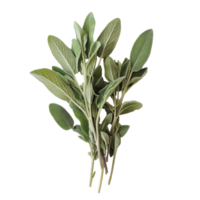 Fresh sage plant bunch on a transparent background showcasing vibrant green leaves for culinary and aromatic use, fresh Sage plant on transparent background png