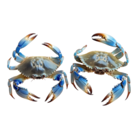 Blue swimming crabs displayed on a transparent background for educational and culinary purposes, Blue Swimming Crabs on transparent background png