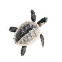 A turtle resting on a smooth transparent surface in a calm indoor setting, turtle on transparent background png