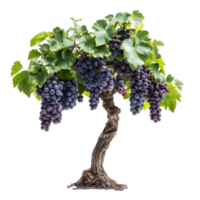 Healthy organic grape tree showcasing vibrant clusters of grapes against a clean transparent background, Fresh organic grape tree on transparent background. grape plants transparent background png