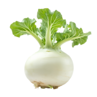 Fresh kohlrabi with green leaves isolated on a transparent background in a studio setting, Kohlrabi isolated on transparent background png