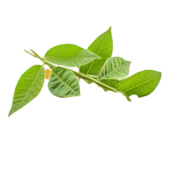 Fresh soybeans with green leaves isolated on a transparent background for agricultural and culinary use, Soybeans isolated on transparent background png