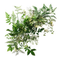 une vibrant afficher de divers vert les plantes et délicat feuillage sur une transparent Contexte dans Naturel lumière du soleil, végétation sur transparent Contexte png