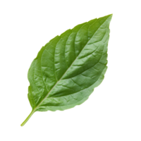 Fresh holy basil leaf isolated on a clean transparent background showcasing its vibrant green color and unique shape, Holy basil leaf isolated on transparent background png