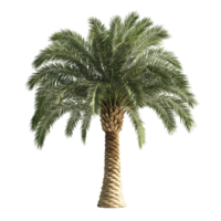 A beautiful date palm tree isolated on a transparent background highlighting its lush green fronds and textured trunk, Date Palm on transparent background png