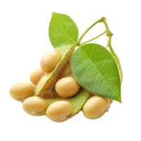 Fresh soybeans with green leaves isolated on a transparent background for culinary and agricultural use, Heap of soybeans isolated on transparent background Clipping path included png